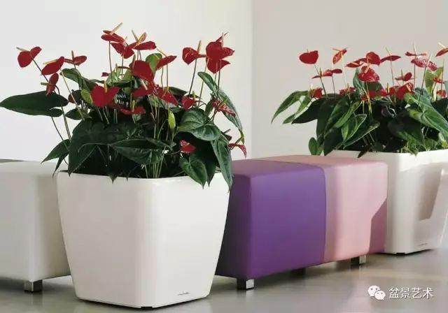 红掌花盆栽的制作技术