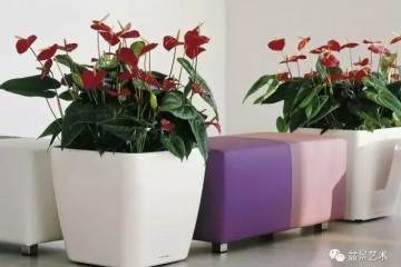 红掌花盆栽的制作技术 图片