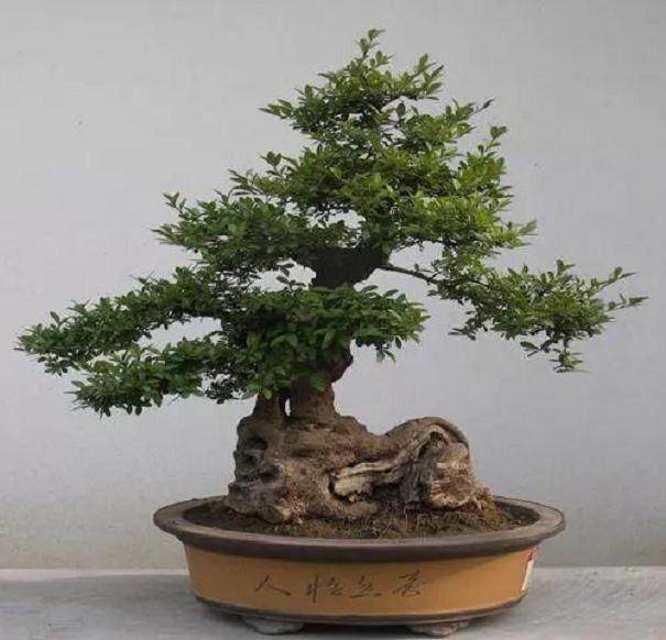 树桩盆景怎么看？长得是否有精神，全靠这4点！