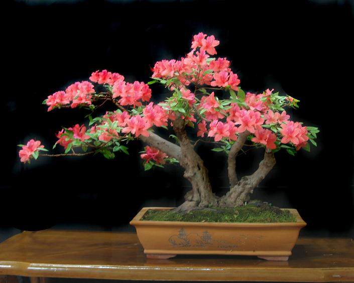 采桩映山红盆景的3个步骤 你做对了吗?