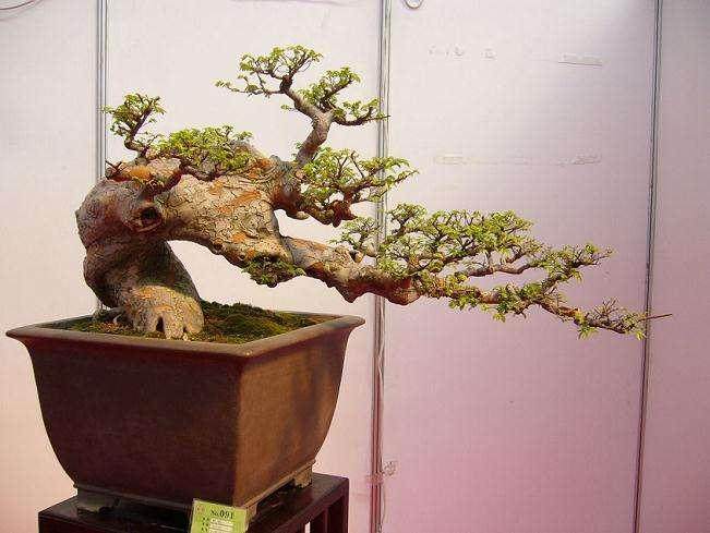 榆树盆景 也能养死?那是你方法不对