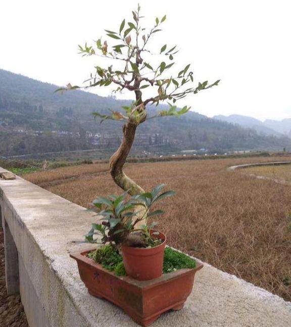 上盆养了3年的黄杨盆景 该怎么调整造型呢?
