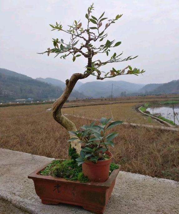 上盆养了3年的黄杨盆景 该怎么调整造型呢?