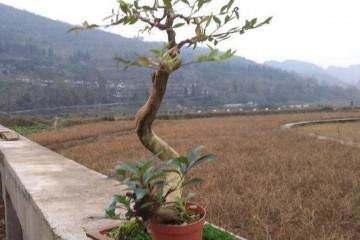 黄杨老桩盆景怎么上盆造型的方法 图片