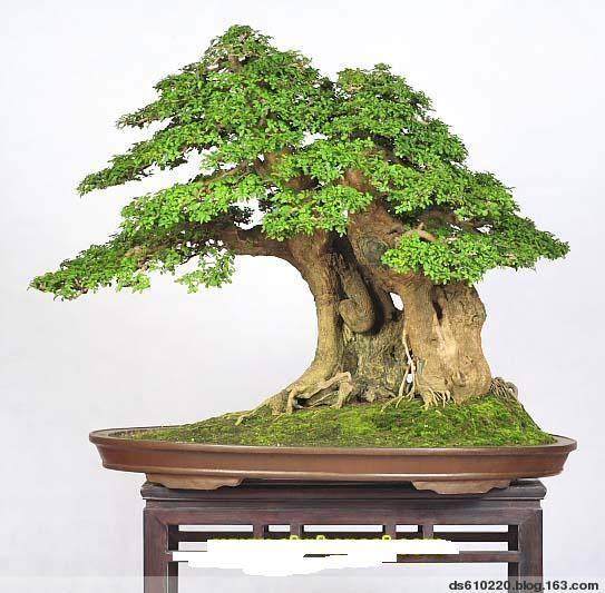 如何正确盆景保养与养护?