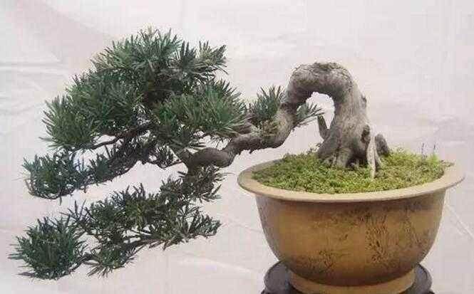 人工拿弯松树盆景造型 这5个细节要注意