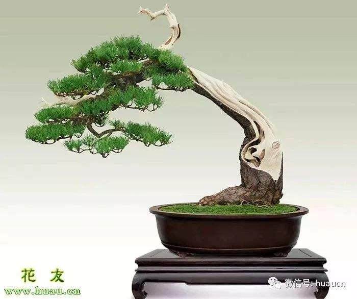 人工拿弯松树盆景造型 这5个细节要注意