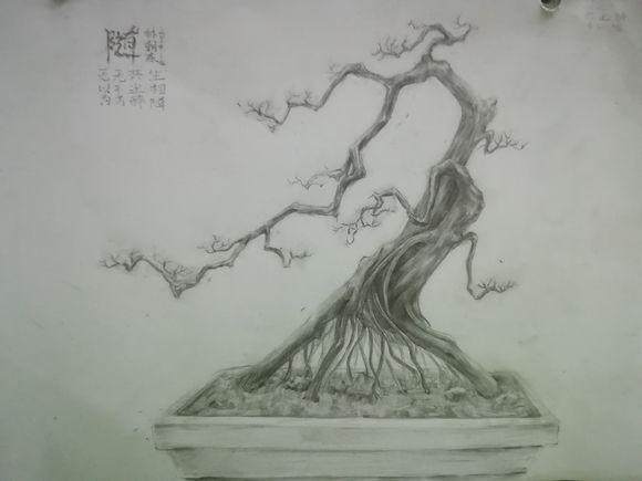 图解 雀梅下山桩怎么养活 如何造型 图片