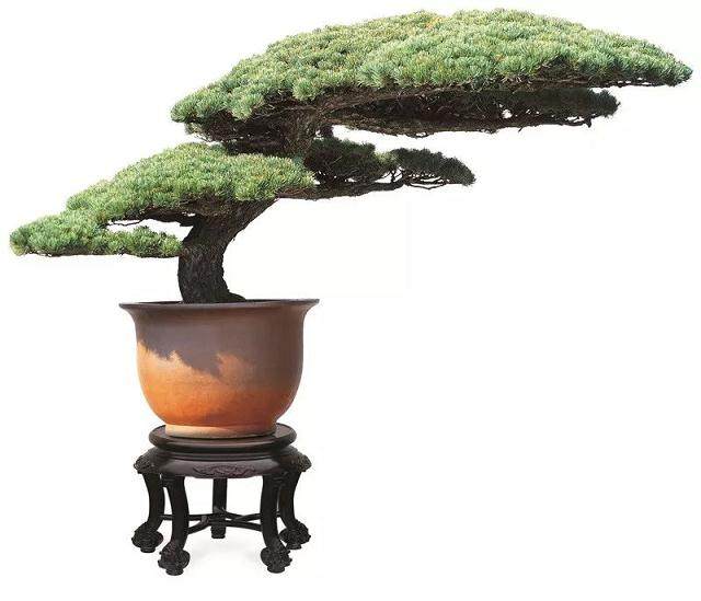 春节赏盆景之《苍松迎客》