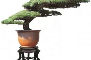 春节赏盆景之《苍松迎客》