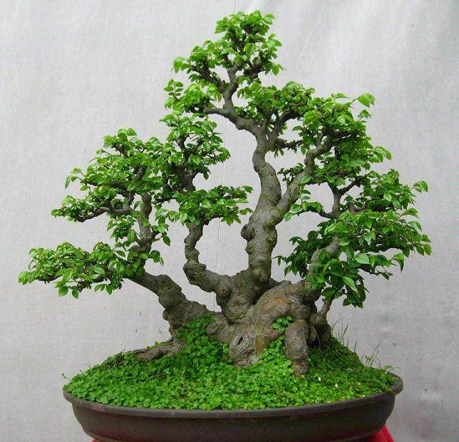 制作榆树盆景 采挖很重要 做好2点保证存活率