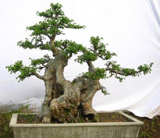 制作榆树盆景 采挖很重要 做好2点保证存活率