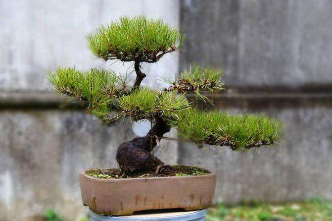 黑松盆景的栽培技术