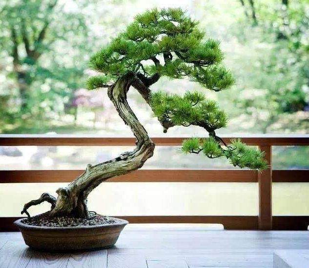 黑松盆景的栽培技术