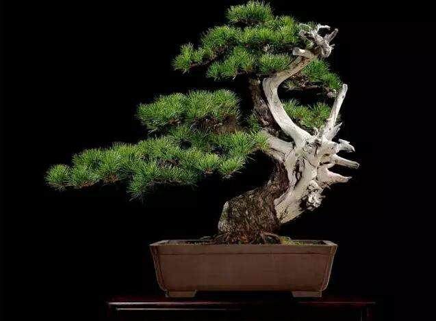 荒山遇山松 不挖养成盆景 养出盆景艺术!