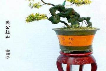 厉害 才这两天 卖盆景就赚了上千元