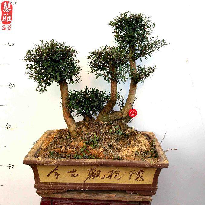 如何把赤楠树桩盆景采挖时的伤根剪除?