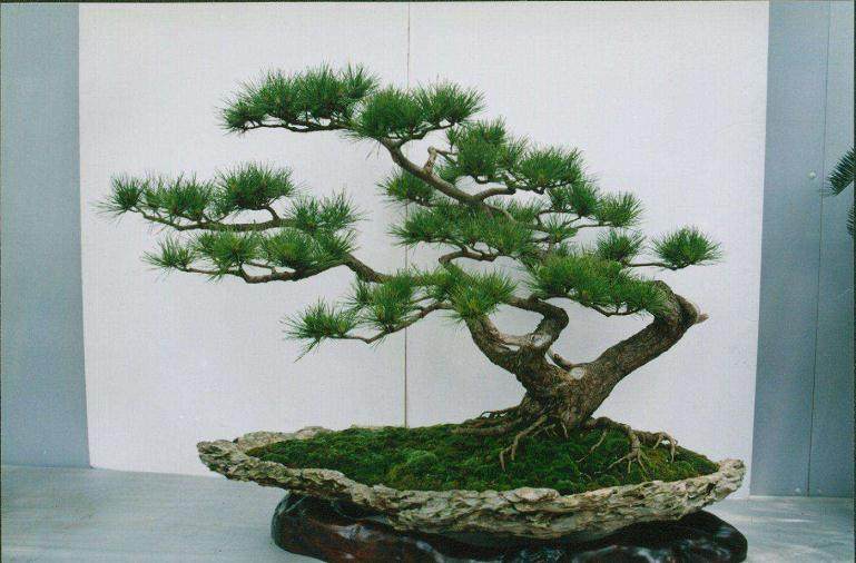 处理五针松盆景根部的4个步骤