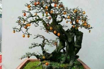 如何给老鸭柿老桩盆景的根部进行消毒