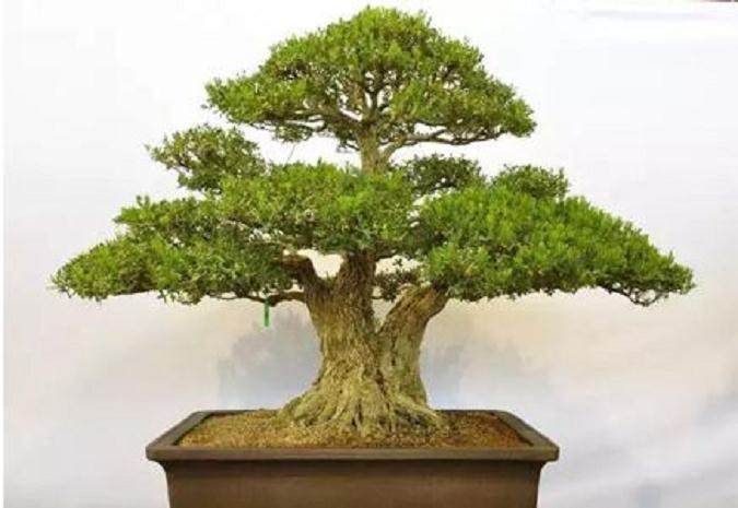 黄杨是制作附石盆景最好的树种