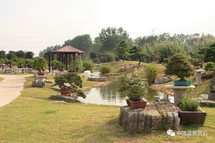  走进中盆协副会长吴吉成的盆景世界