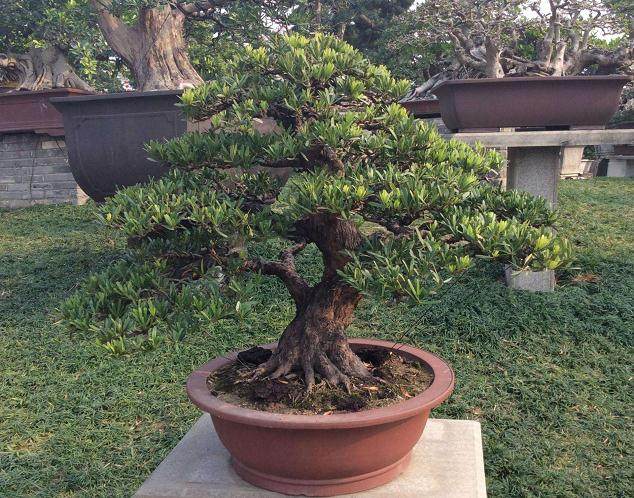 罗汉松盆景不需要补充太多的水 盆土潮湿就行