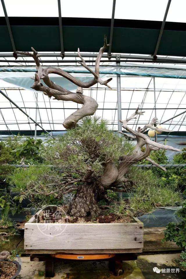 图解 盆景怎么整形 方法图解 19幅图片