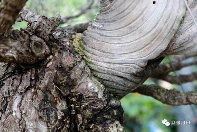 图解 盆景怎么整形 方法图解 19幅图片