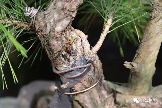 图解 盆景怎么整形 方法图解 19幅图片