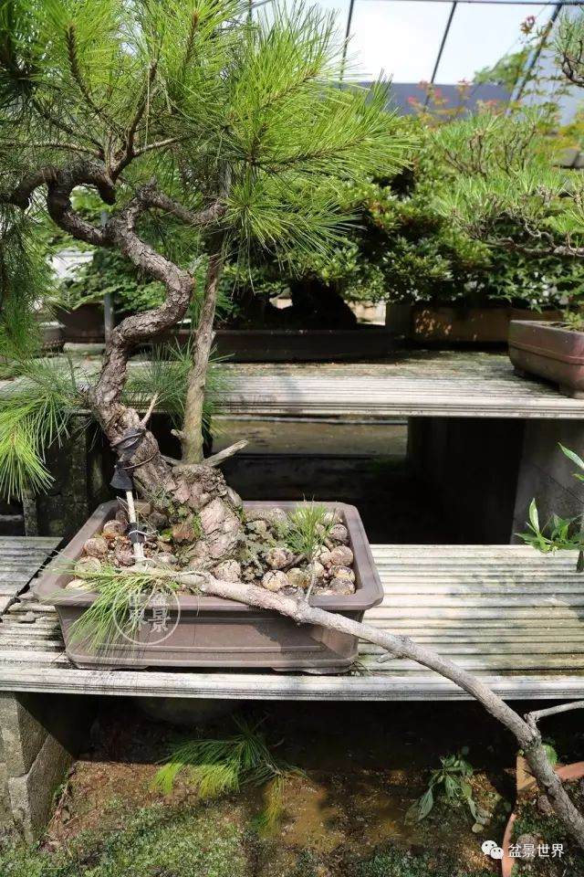 图解 盆景怎么整形 方法图解 19幅图片