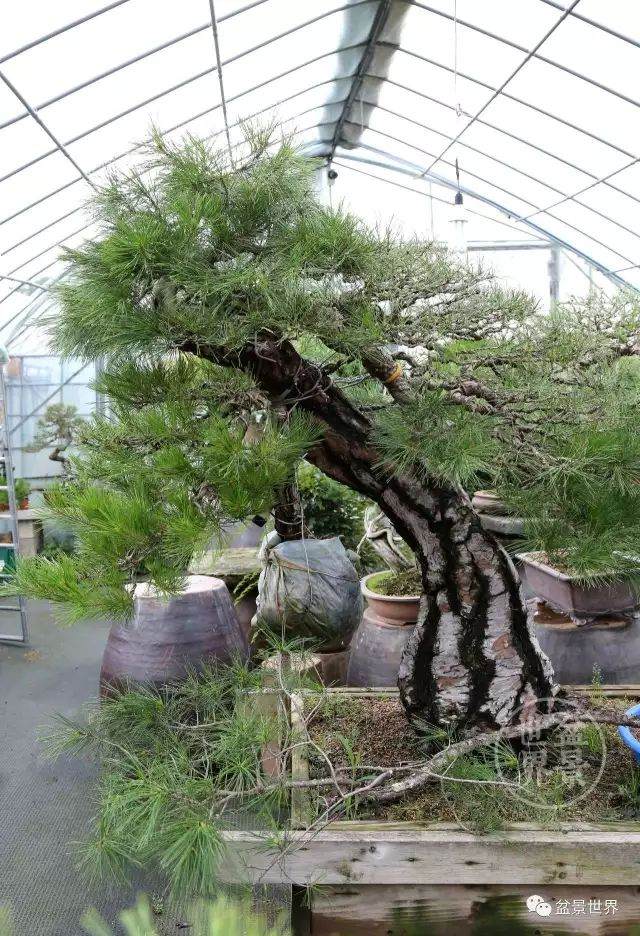 图解 盆景怎么整形 方法图解 19幅图片