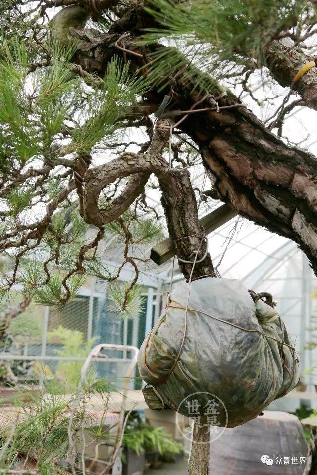 图解 盆景怎么整形 方法图解 19幅图片