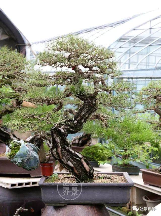 图解 盆景怎么整形 方法图解 19幅图片