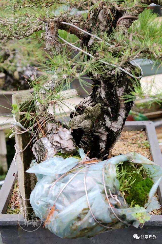 图解 盆景怎么整形 方法图解 19幅图片