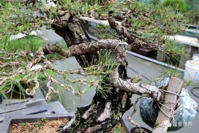 图解 盆景怎么整形 方法图解 19幅图片