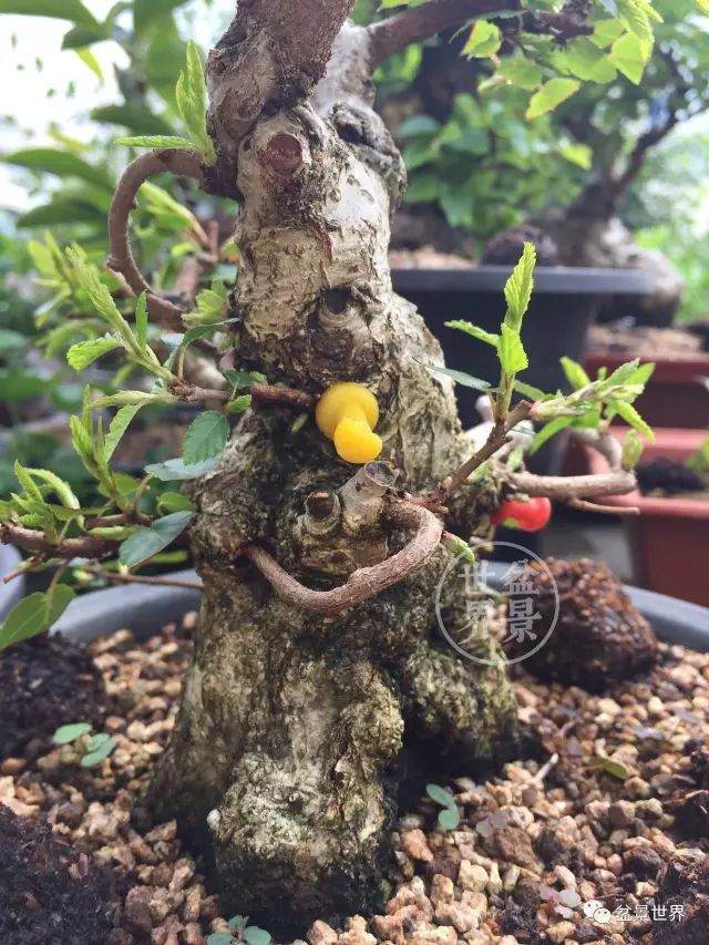 图解 盆景怎么整形 方法图解 19幅图片