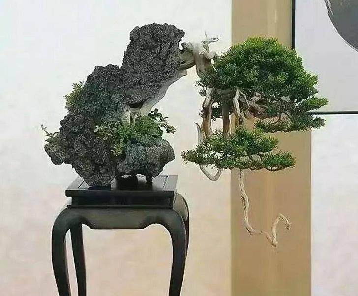 最适合制作附石盆景的石材 有哪些?