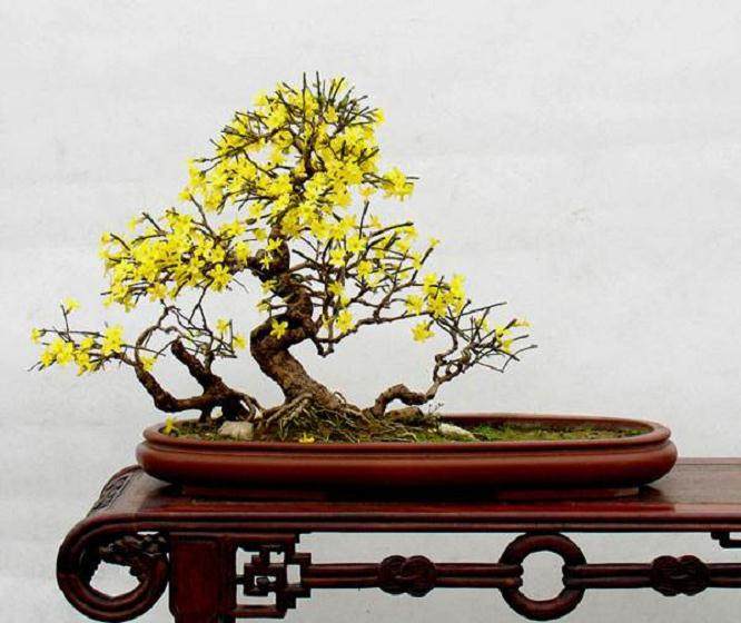 迎春花盆景的合理浇水 通风透气