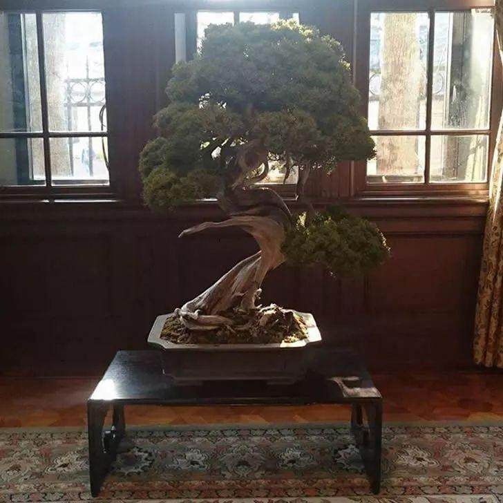 400多年的珍贵盆景被偷 主人要求浇水