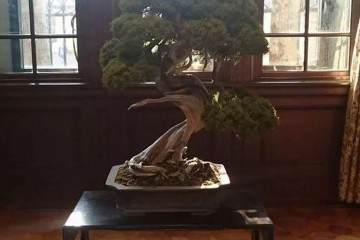 日本埼玉县一棵有400年历史的珍贵盆景上月被盗