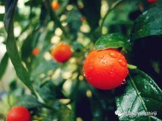 珊瑚樱盆景的养护要点