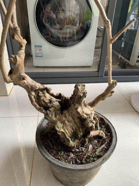 浅谈紫薇盆景老桩的造型和走向