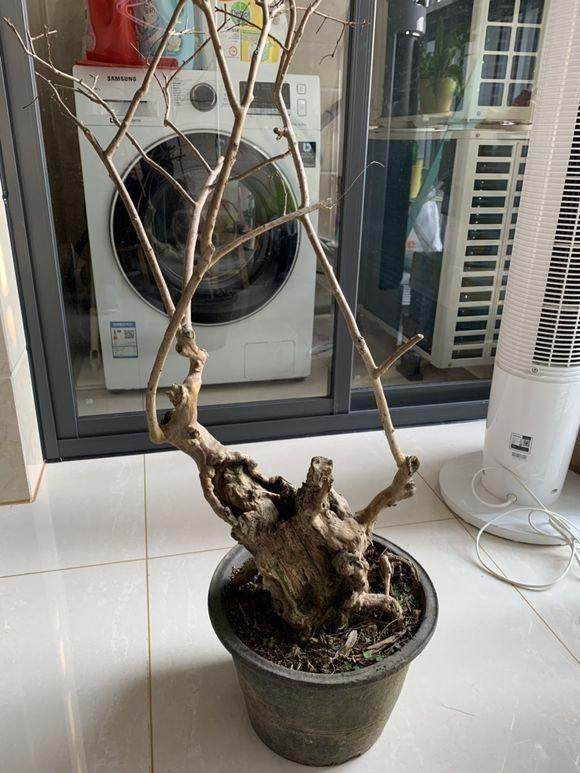 浅谈紫薇盆景老桩的造型和走向