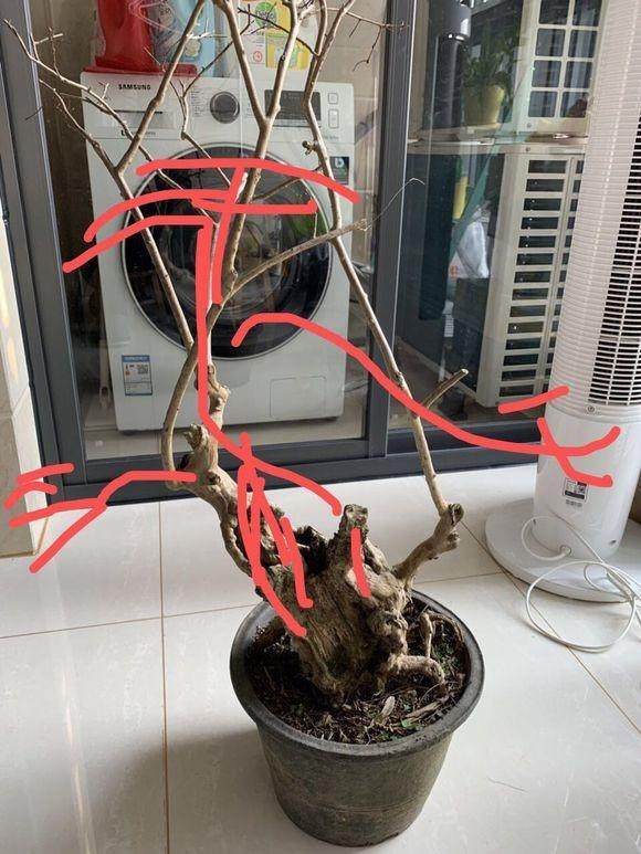 浅谈紫薇盆景老桩的造型和走向