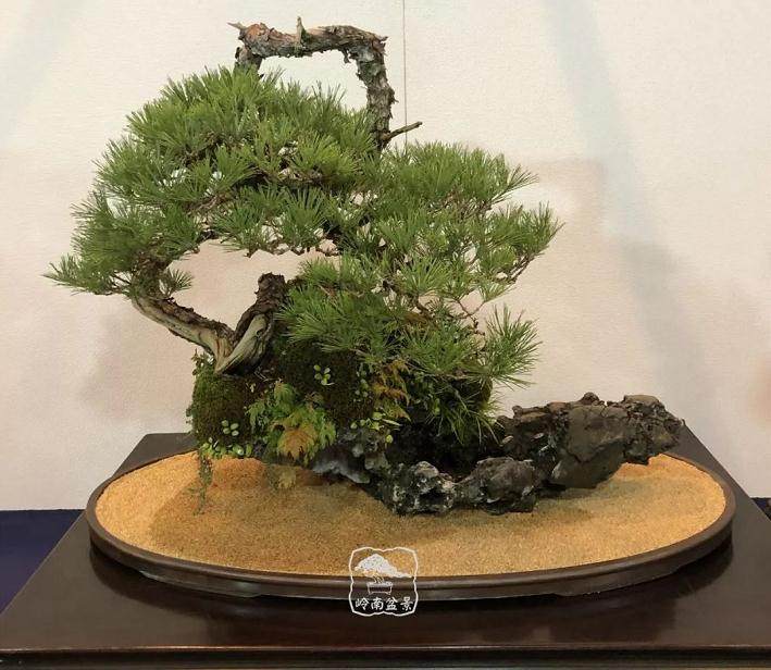 日本盆景 到底有哪些值得我们学习的地方?