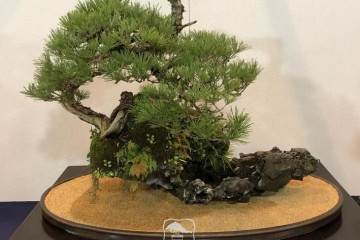 日本盆景 到底有哪些值得我们学习的地方？