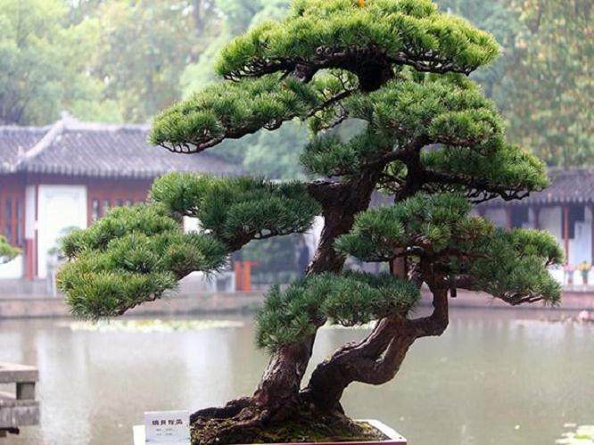 如何给马尾松盆景选桩与造型?