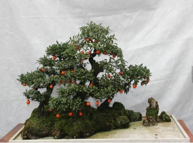 我自己最喜欢的盆景素材就是金弹子