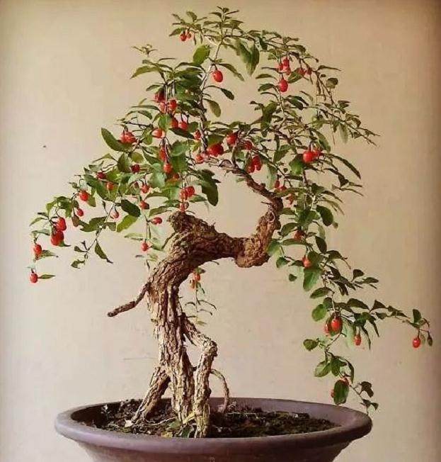 怎样用枸杞树桩制作盆景？教你实用的4点