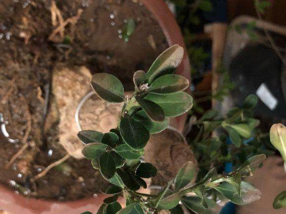 黄杨盆景搬进卧室后 叶子开始黑尖干枯了?